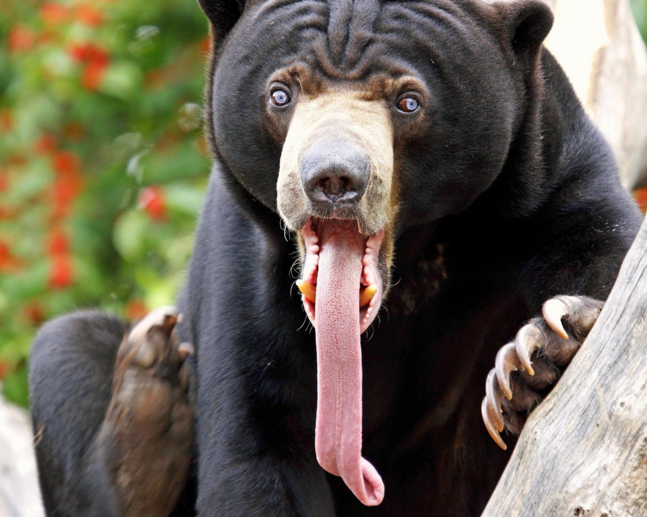 Медведь с длинным языком