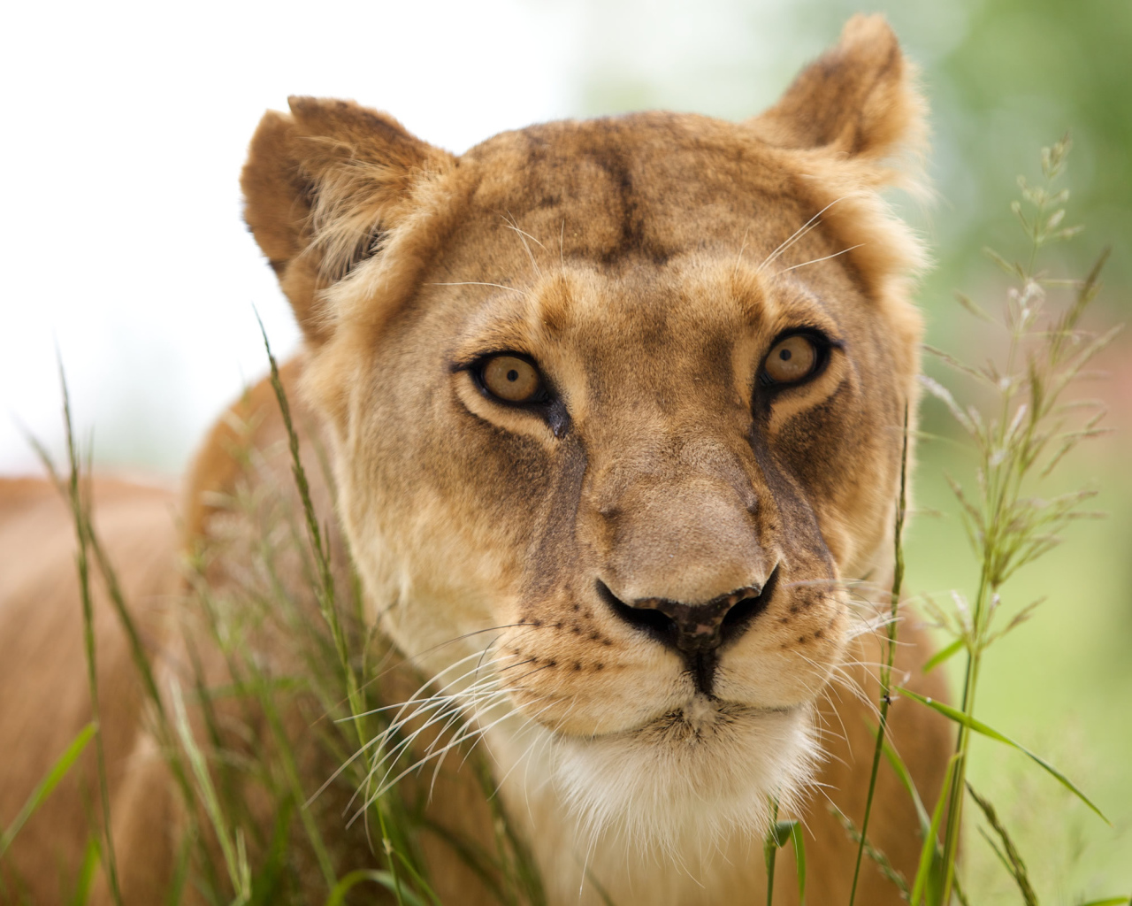 Красивая львица