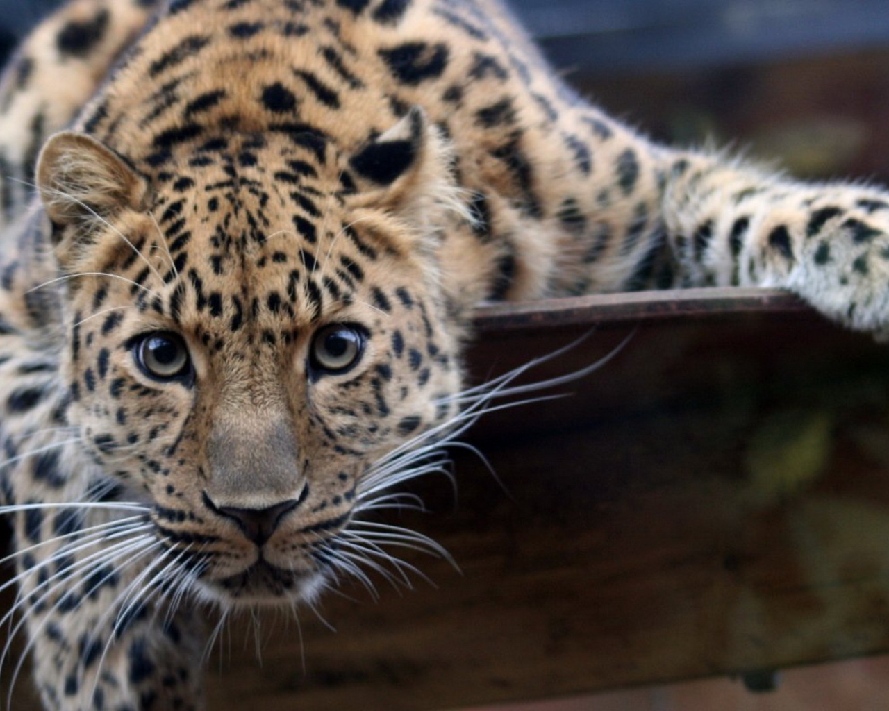 Большая пятнистая кошка