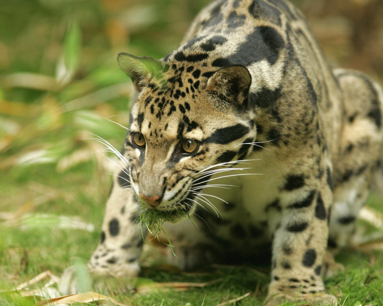 Большая киса