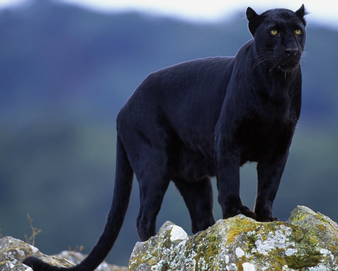 Чёрная пантера