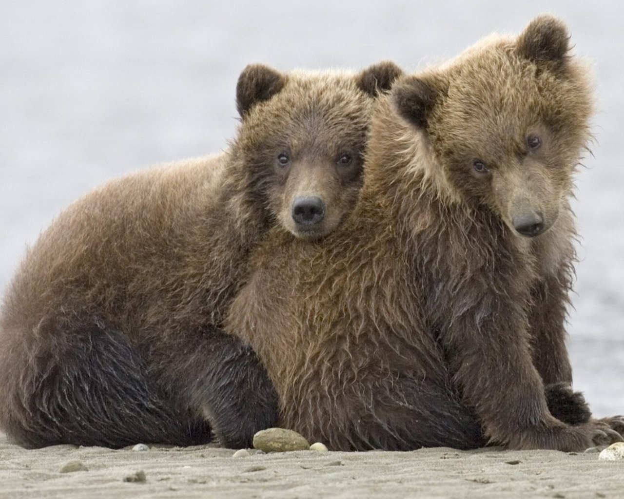 Братья медведи