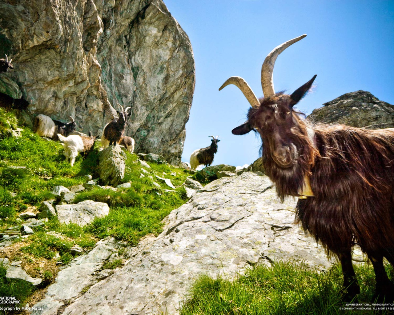 Горные козлы Капра