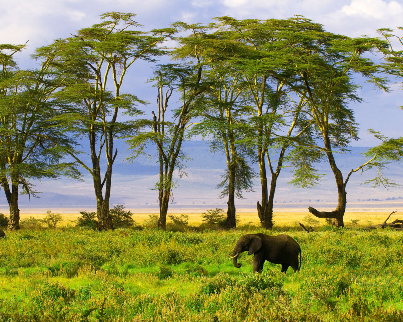 Слон в саванне