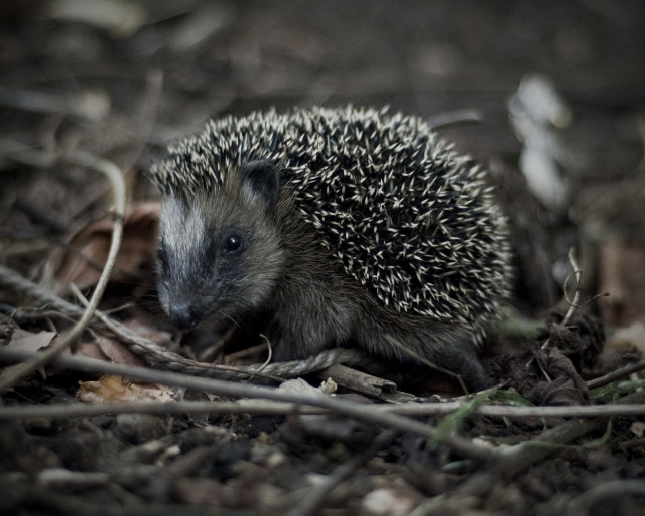 Убегающий ежик