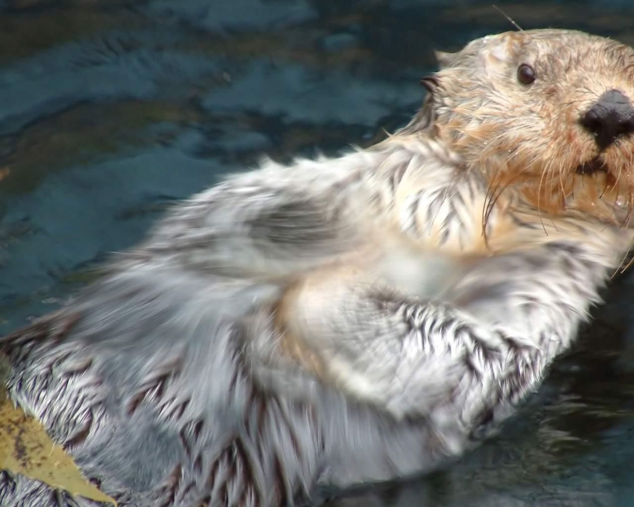 Плывущий бобер