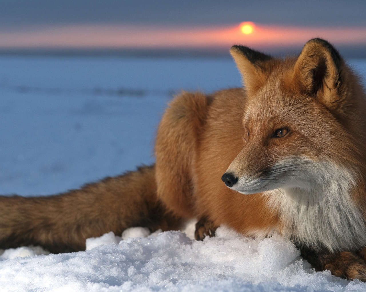 Лисица на снегу