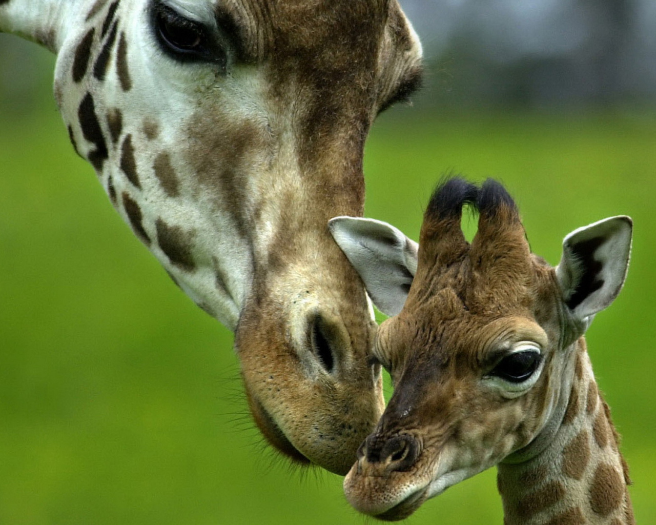 Жираф и ее малыш