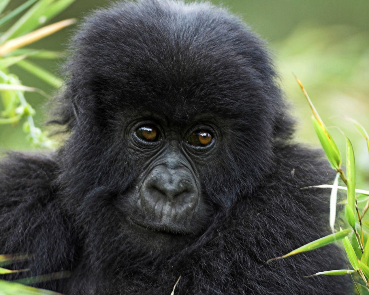 Горилла в траве