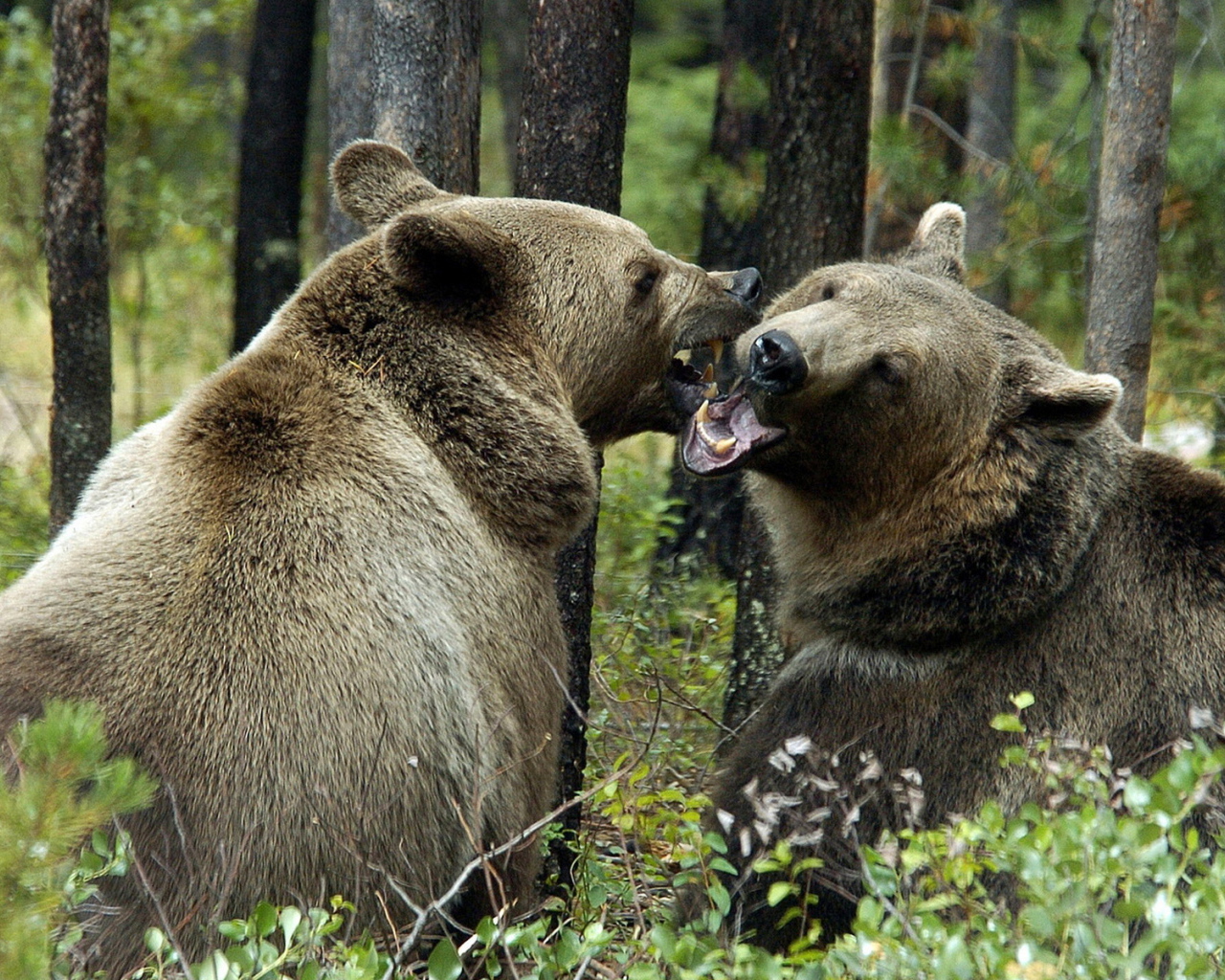 Медведи гризли