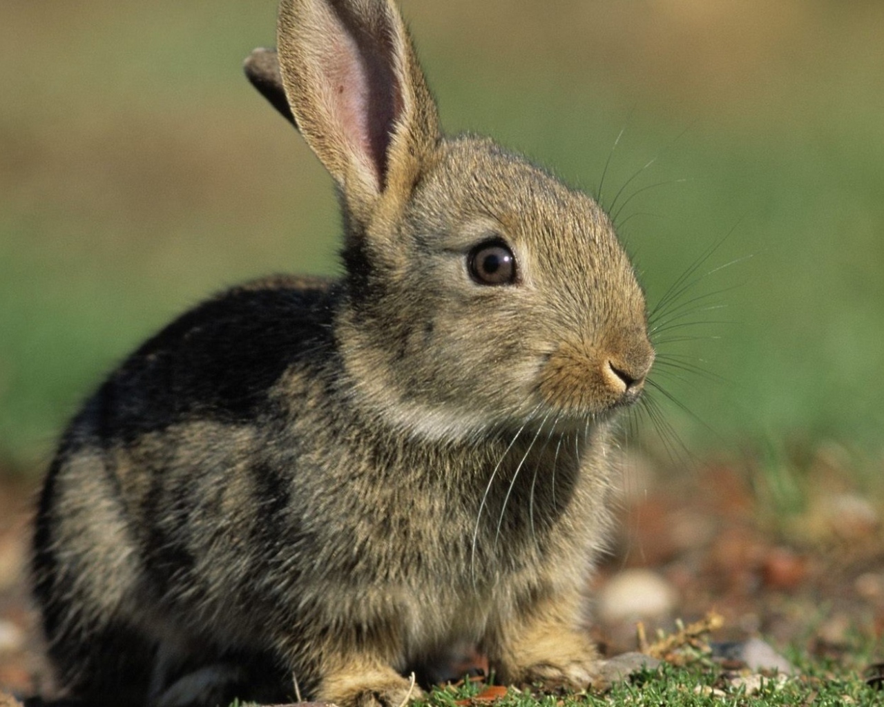 Заяц среди зелени