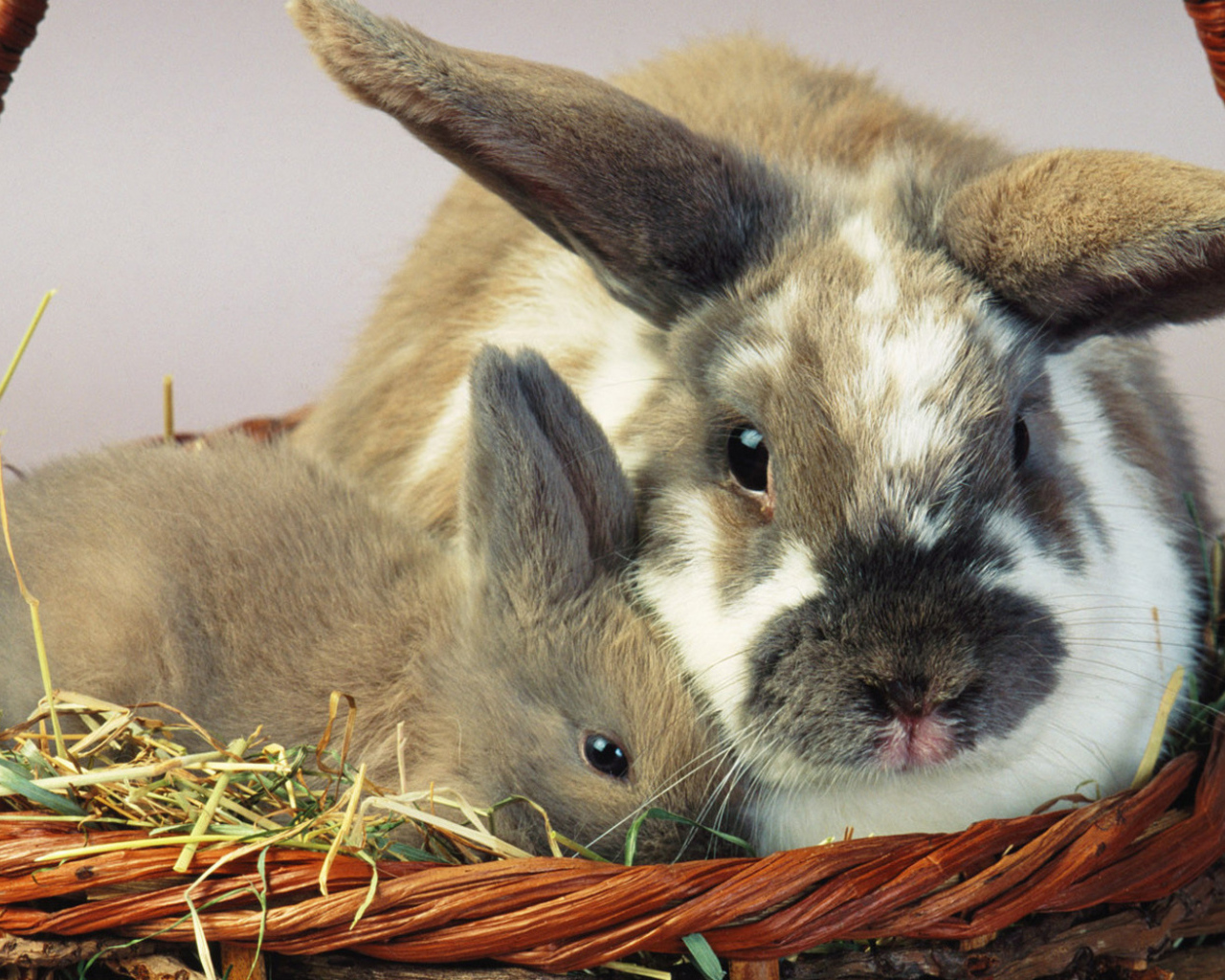 Зайцы в корзине