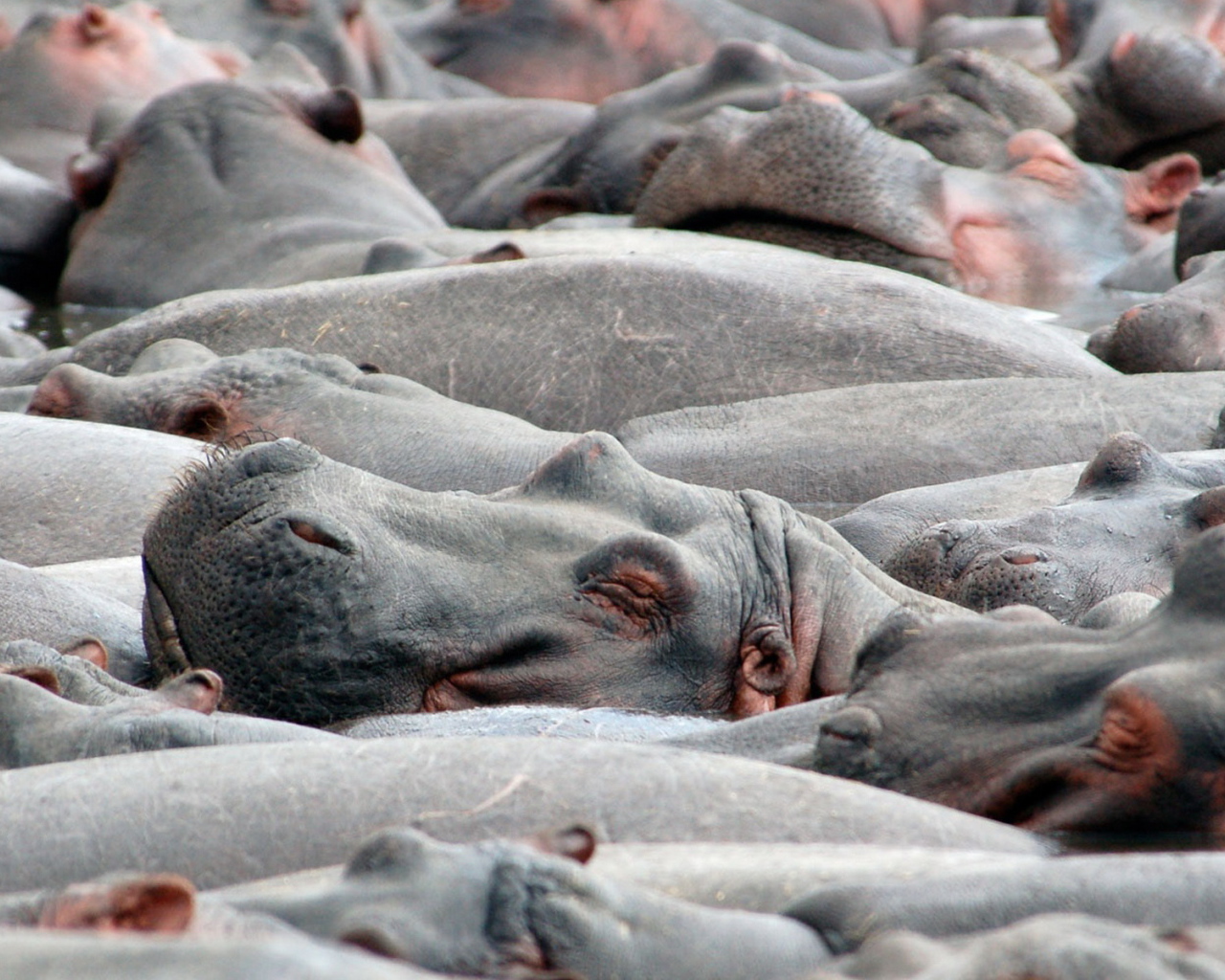 Бегемоты на купании