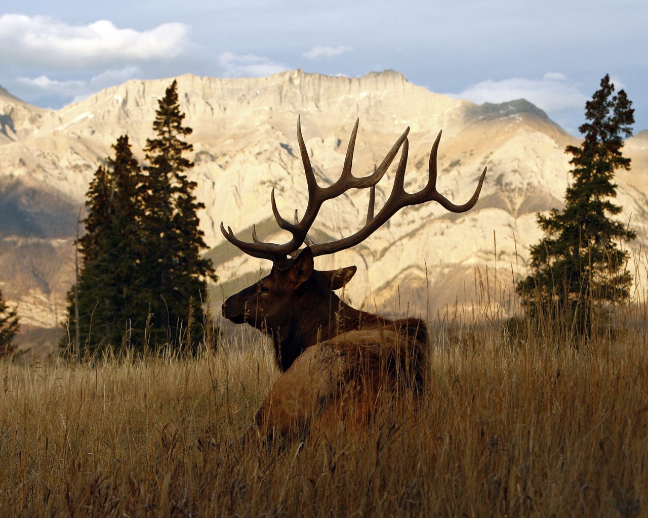 Рогатый олень