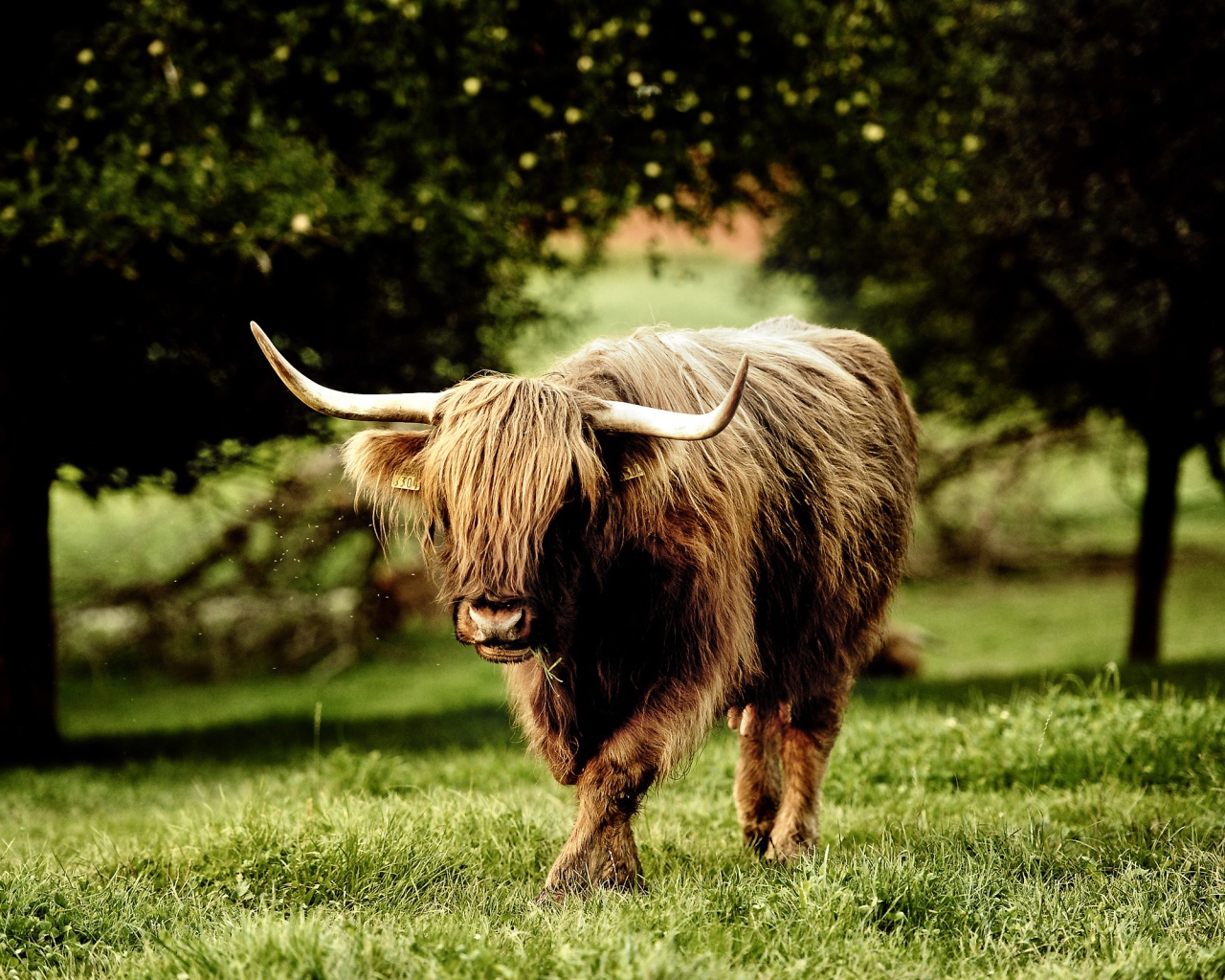 Рогатый зверь