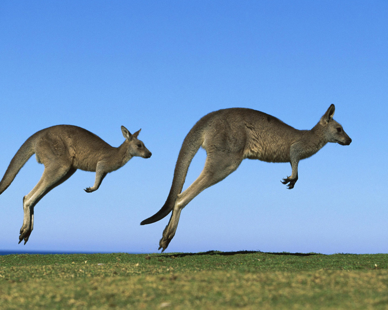 Кенгуру