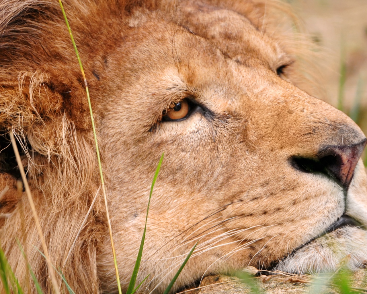 Львиная голова