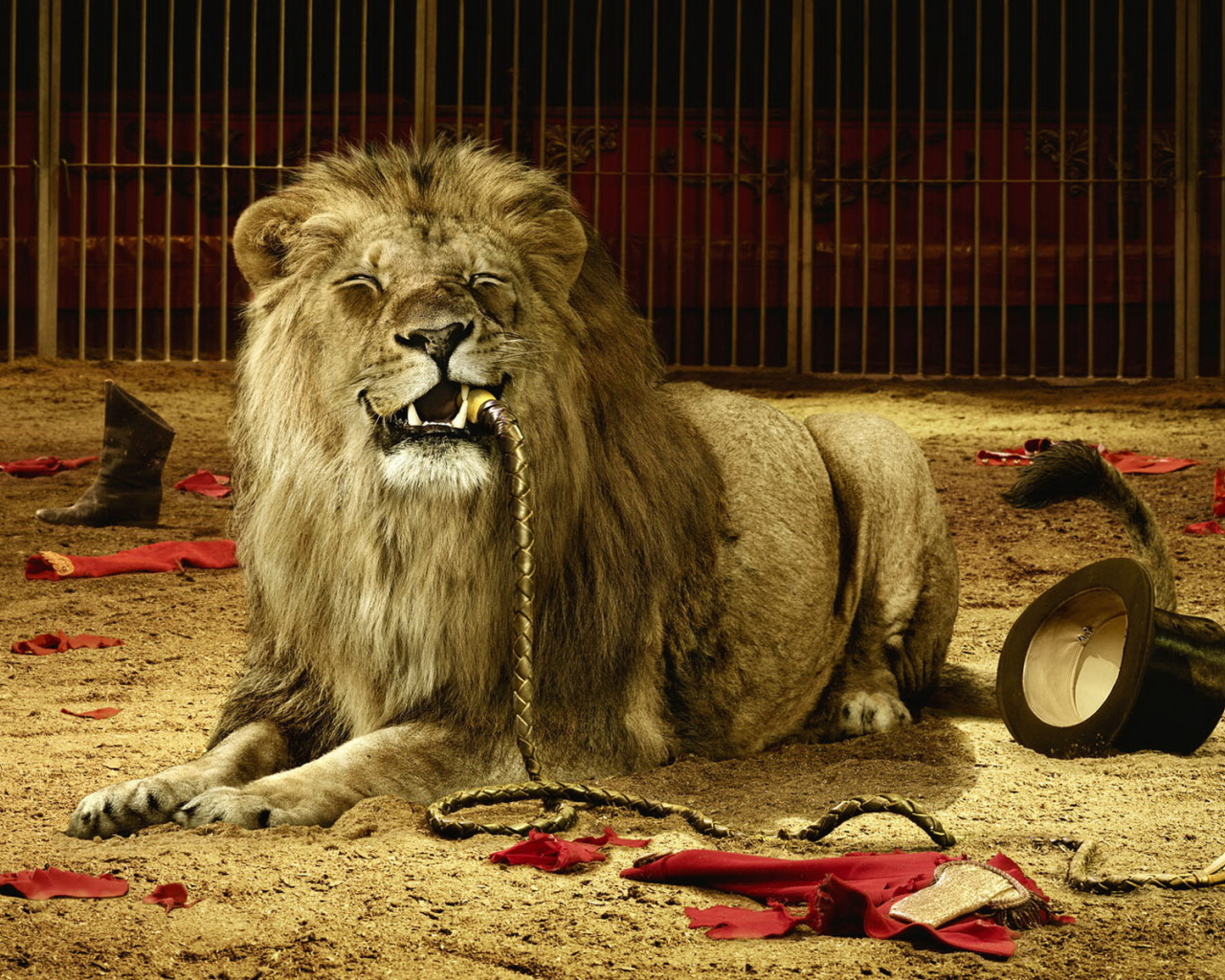 Лев в цирке