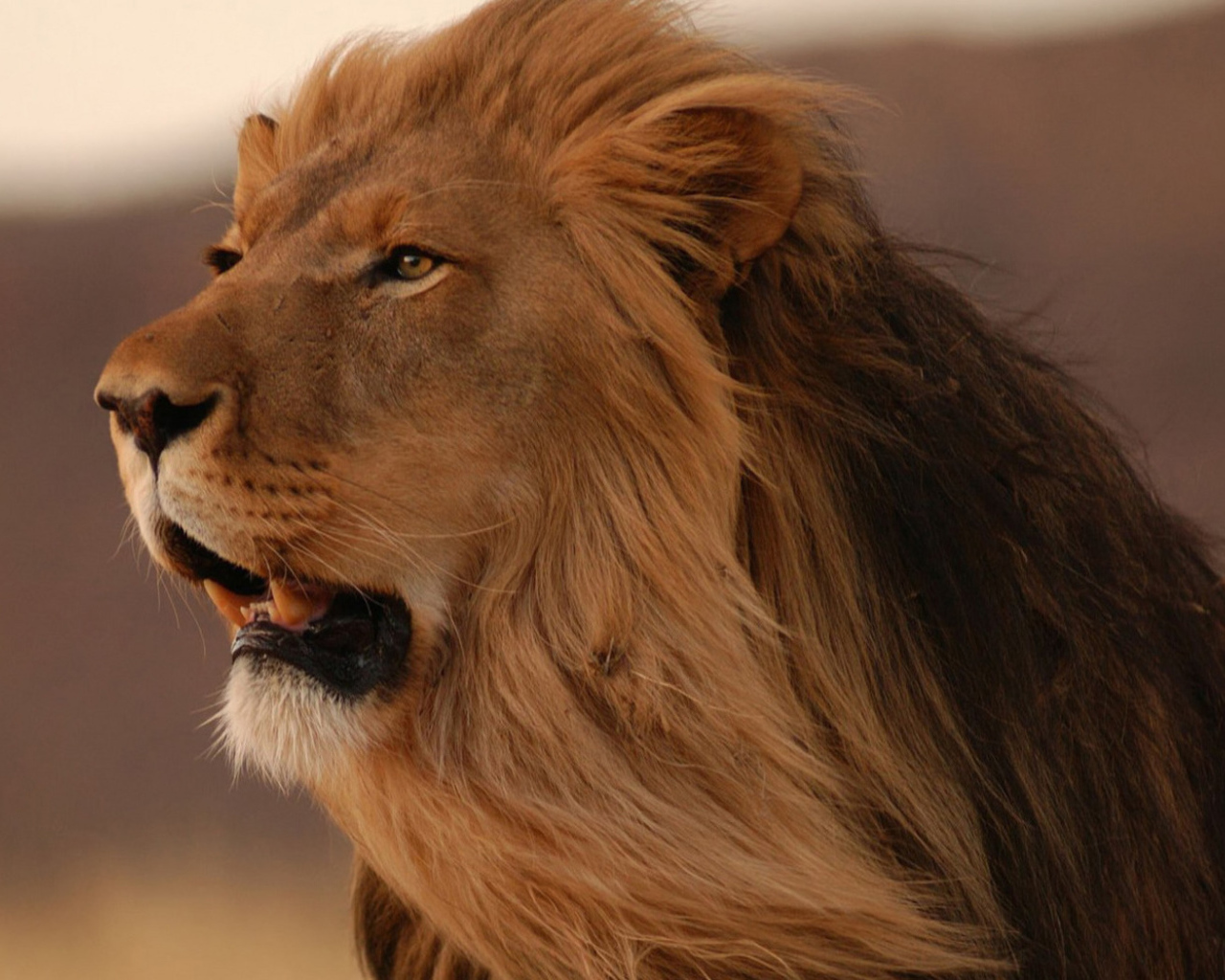 смотрящий в даль Лев