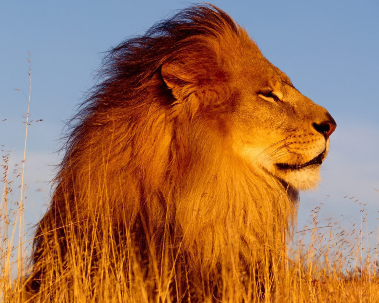 Лев на охоте