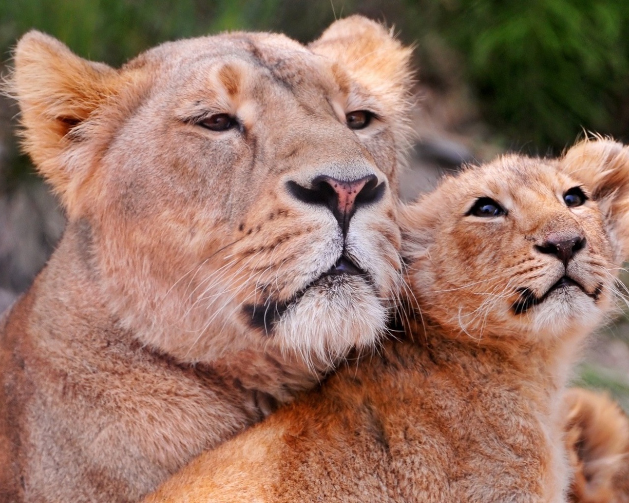 Львиное семейство