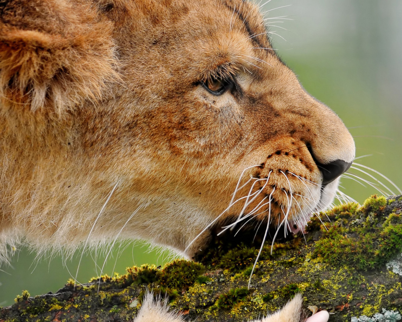 Львица грызущая ветку