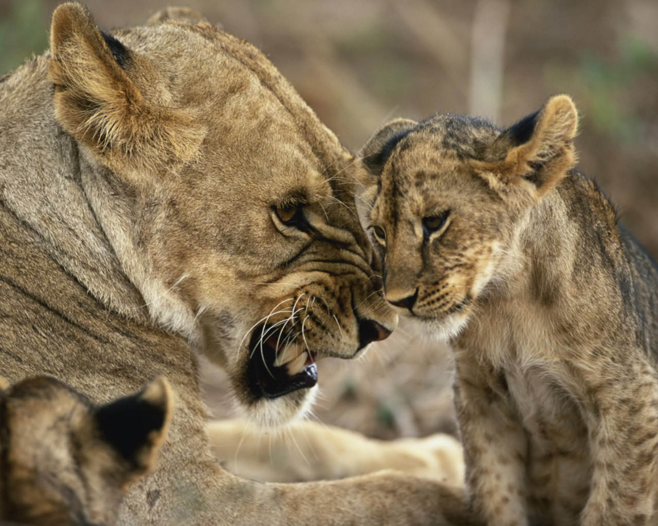 Львица со львятами