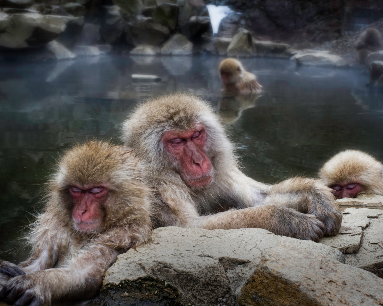 Макаки в горячем источнике
