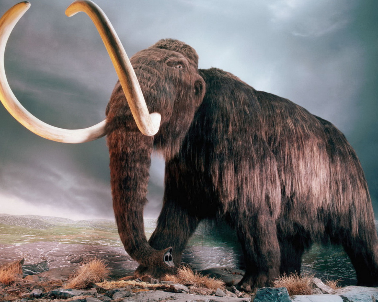 Мамонт