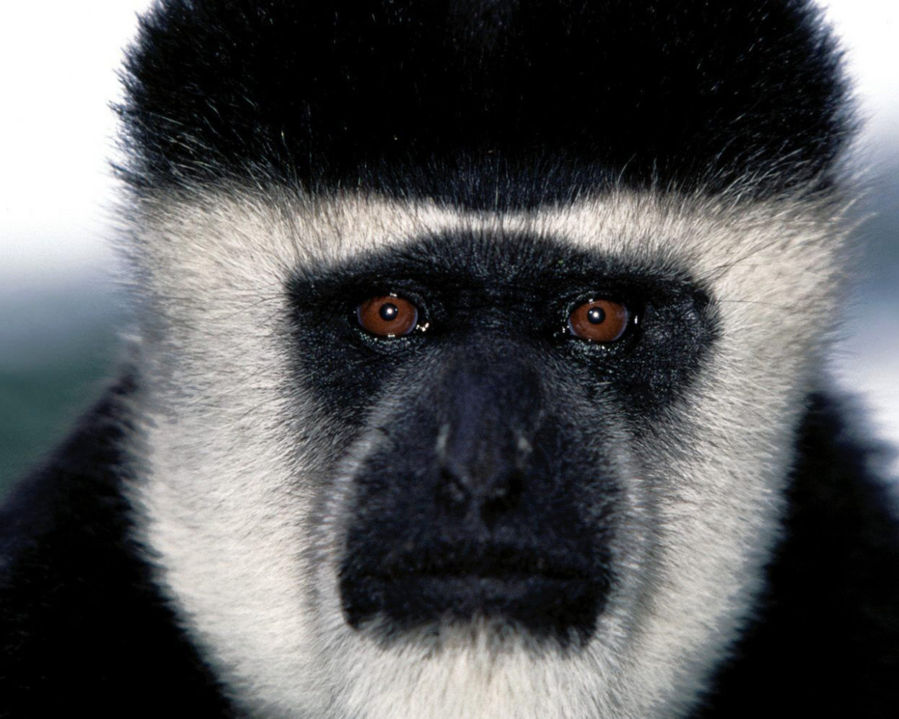 Обезьянья мордашка