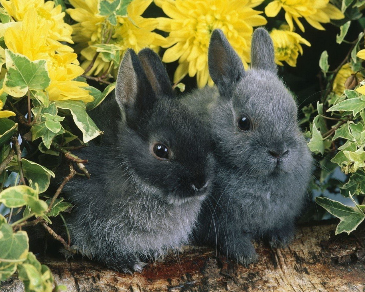 Парочка кроликов
