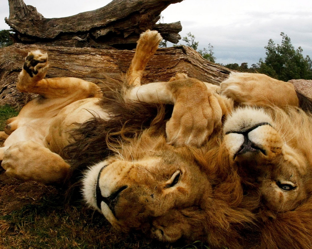 Играющиеся львы