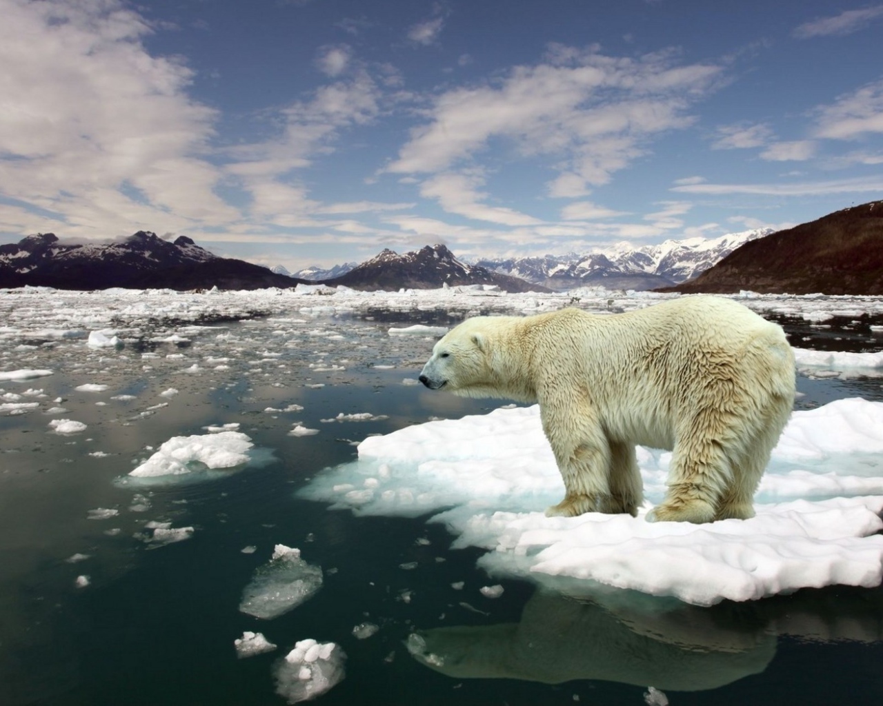 Белый медведь на льдине