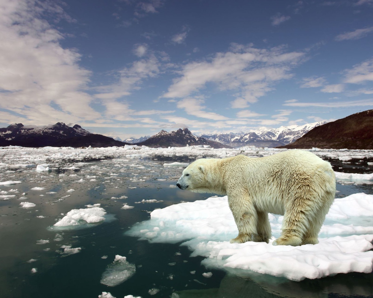 Белый медведь на льдине