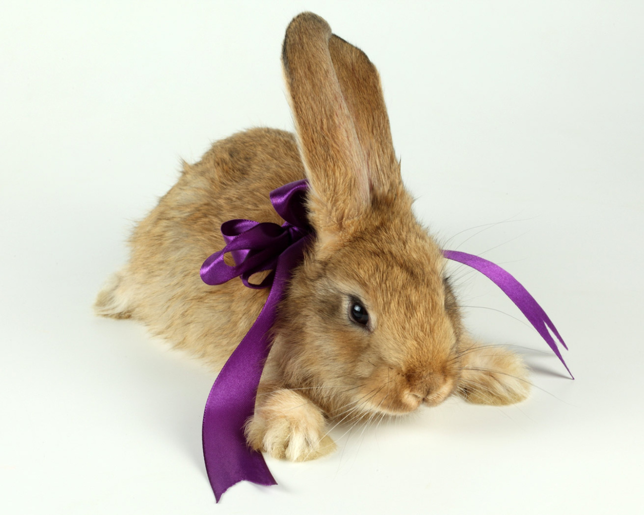 Кролик с бантиком