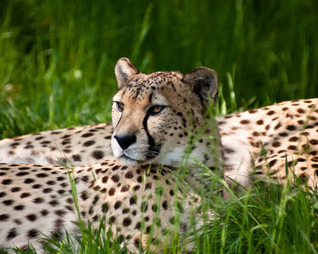 Отдыхающие 