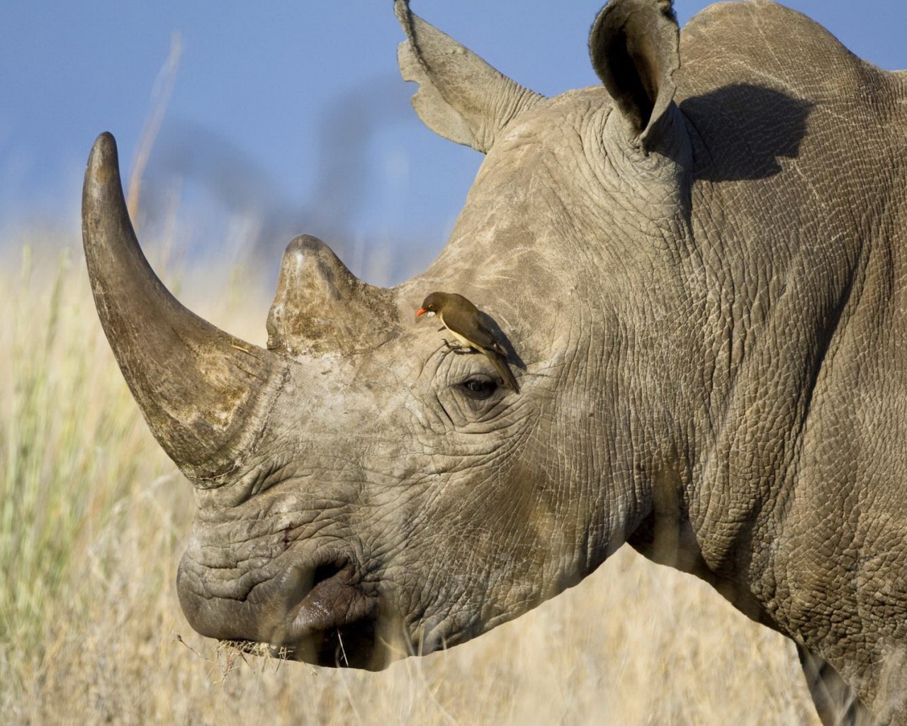 Воловьи птицы и носорог тип. Камерунский черный носорог. Белый носорог. Мощный носорог. Довольный носорог.