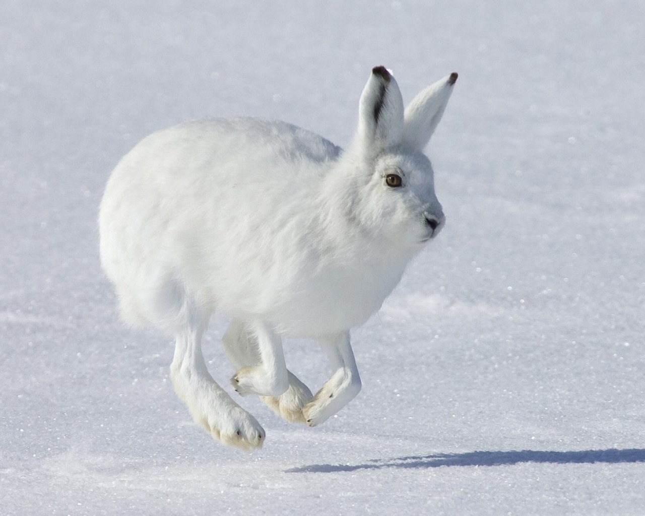 Бегущий Белый заяц