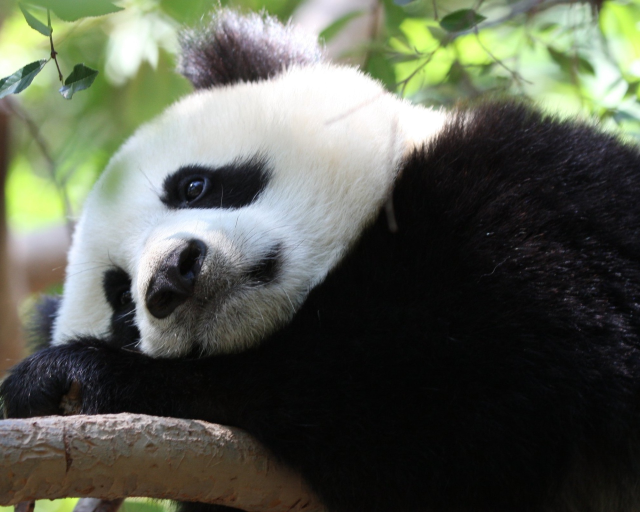 Грустная панда