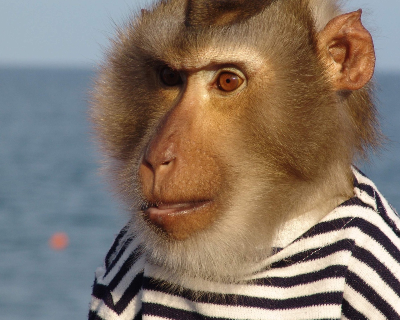 Моряк примат