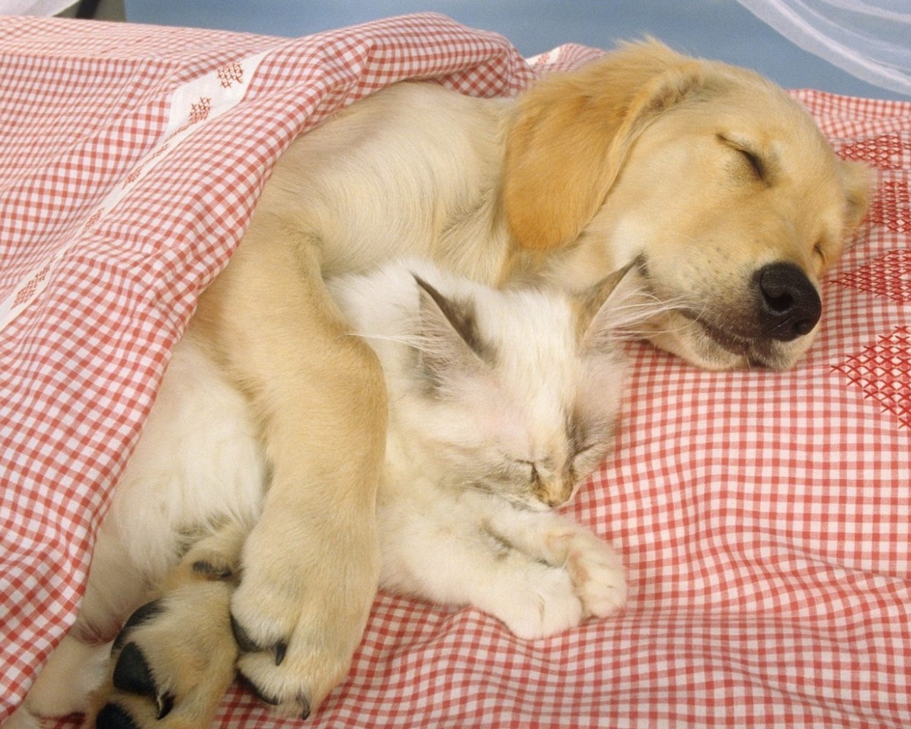 Спящие друзья