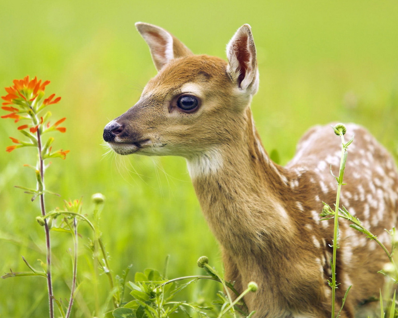 Oлененок среди травы