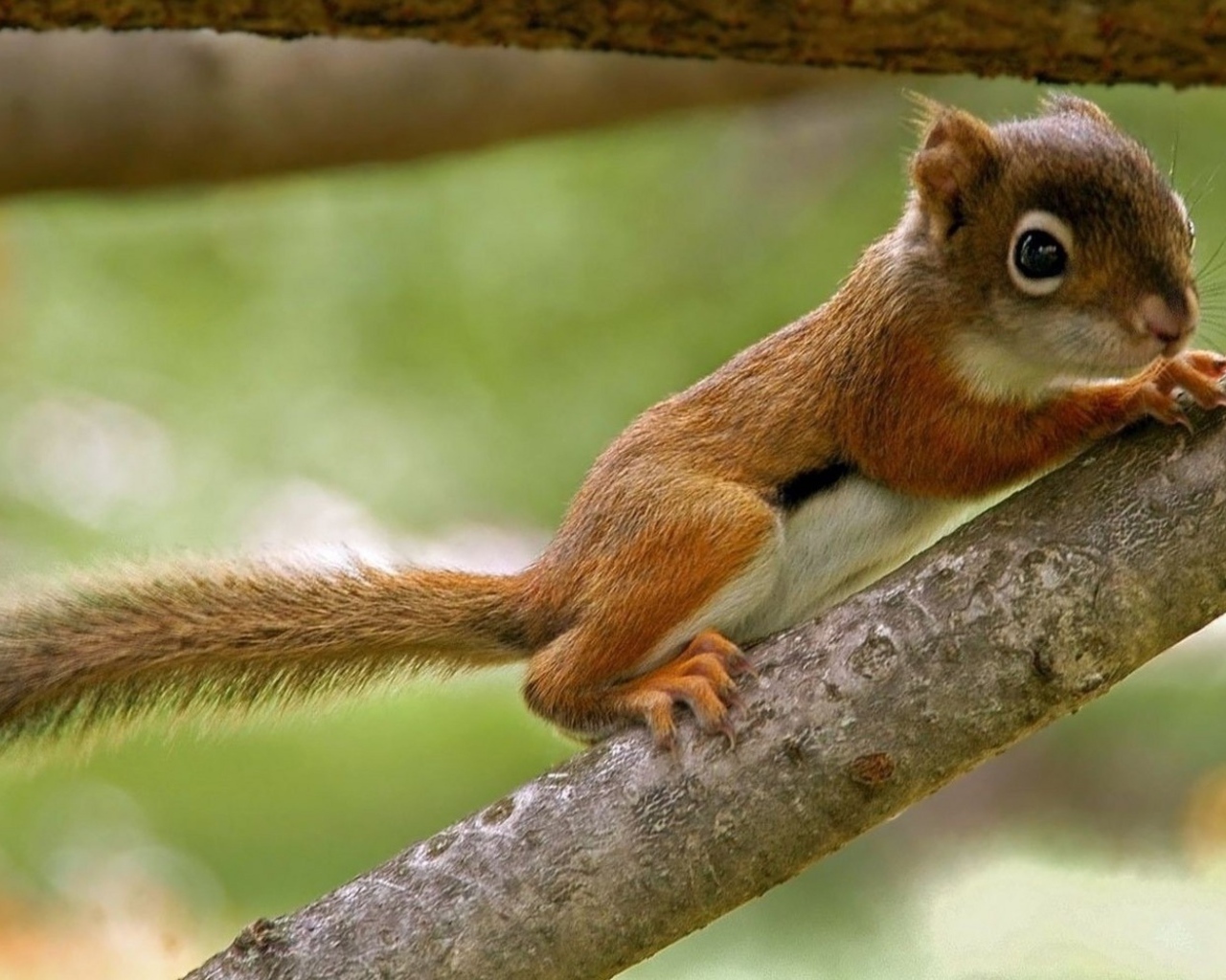 Бельчонок на ветке