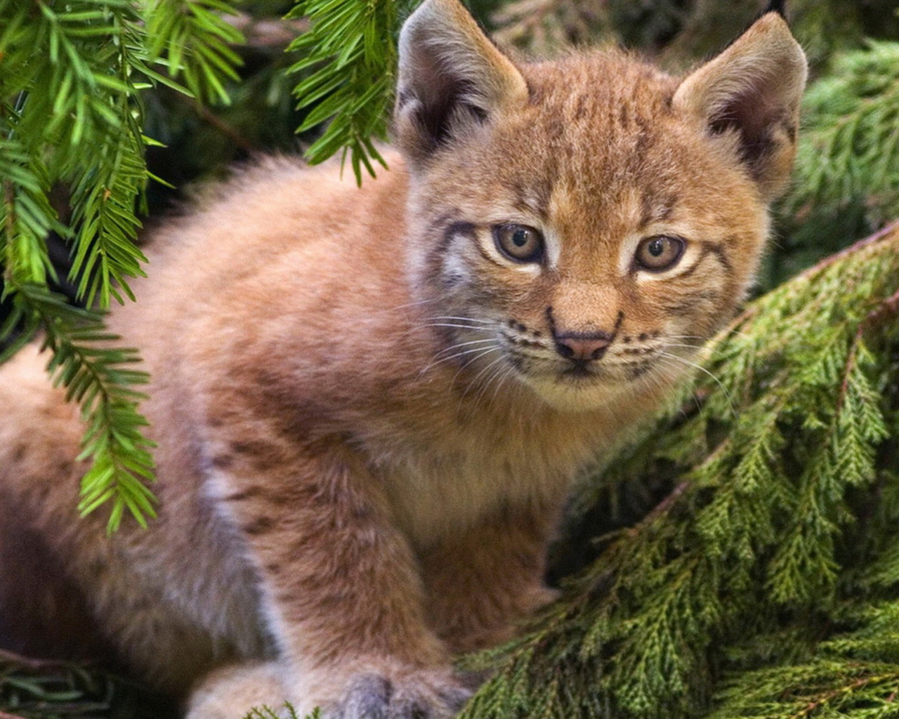 Рысенок на ветке