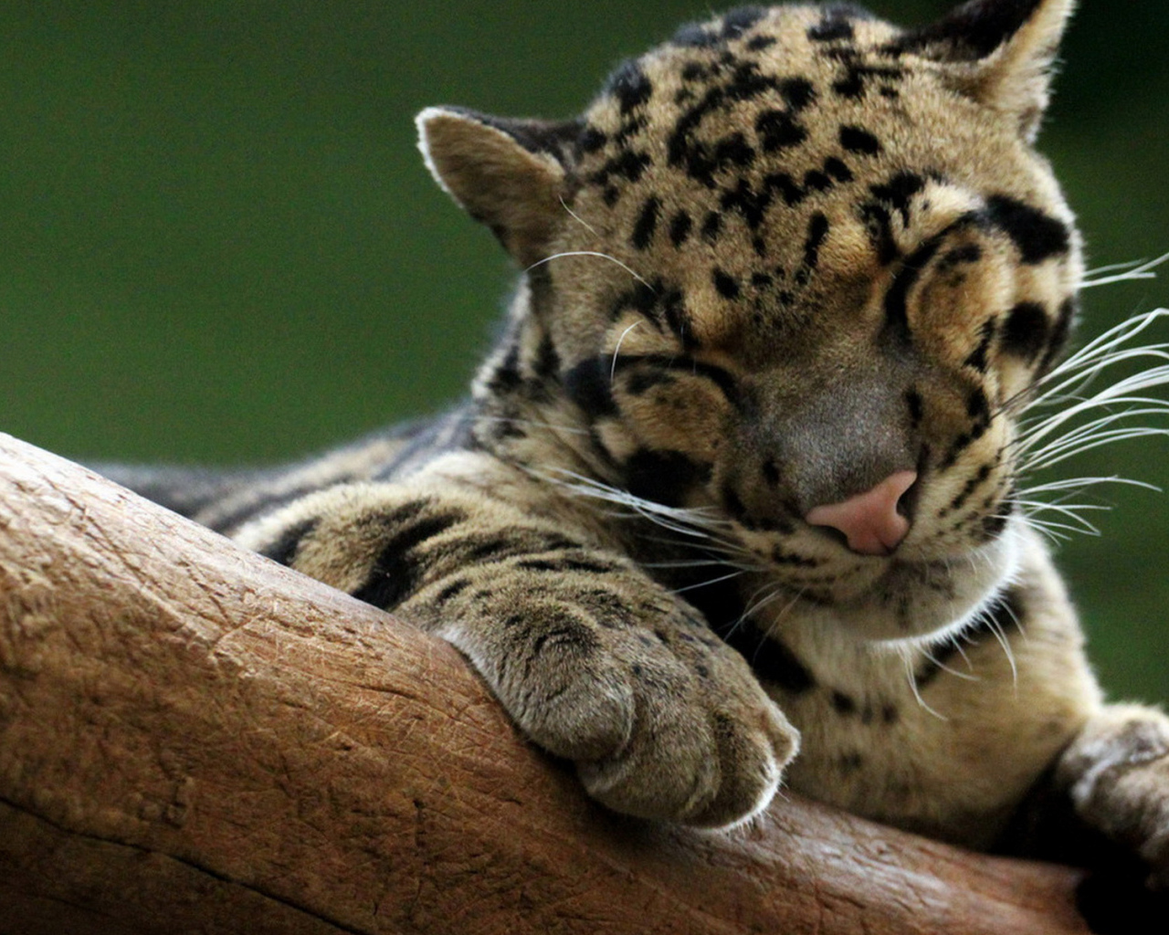 Дымчатый леопард на дереве