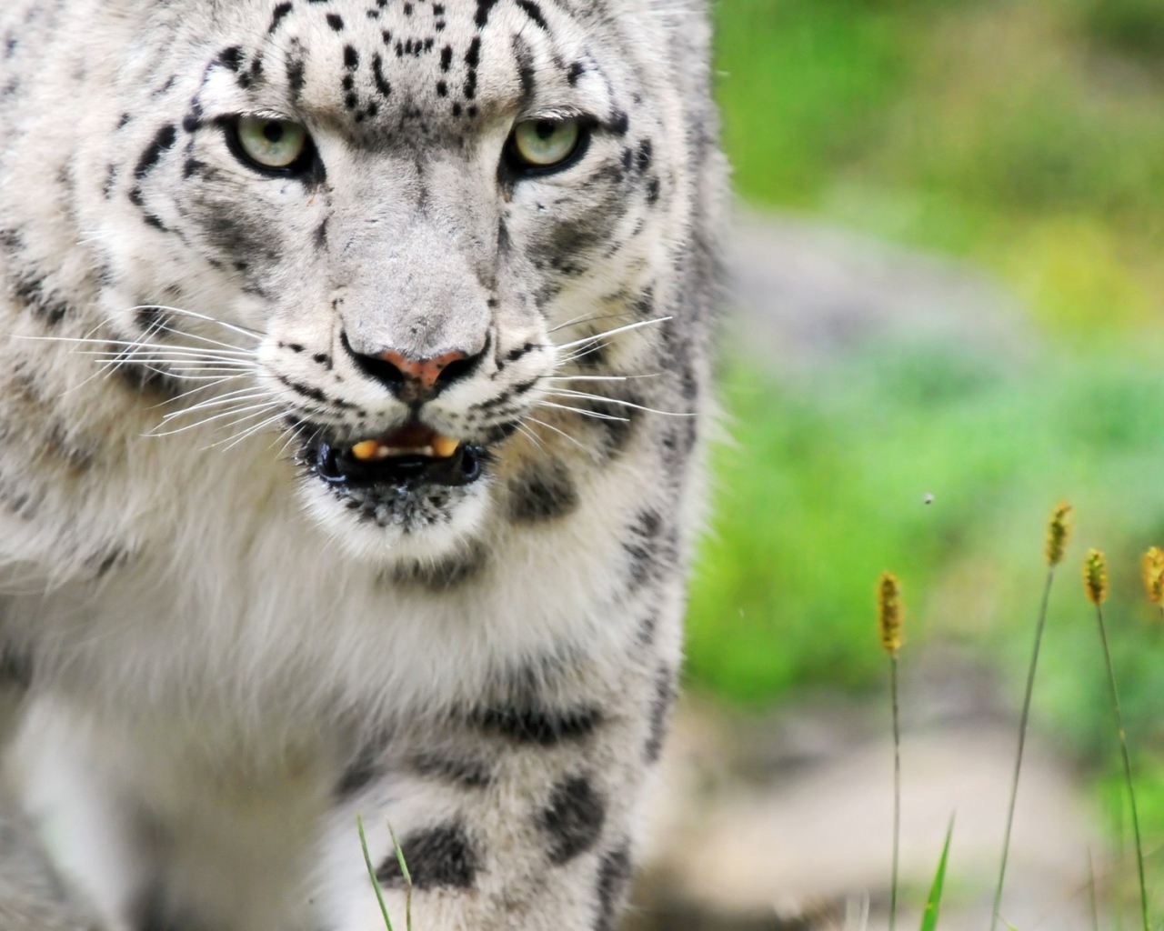 Снежный барс