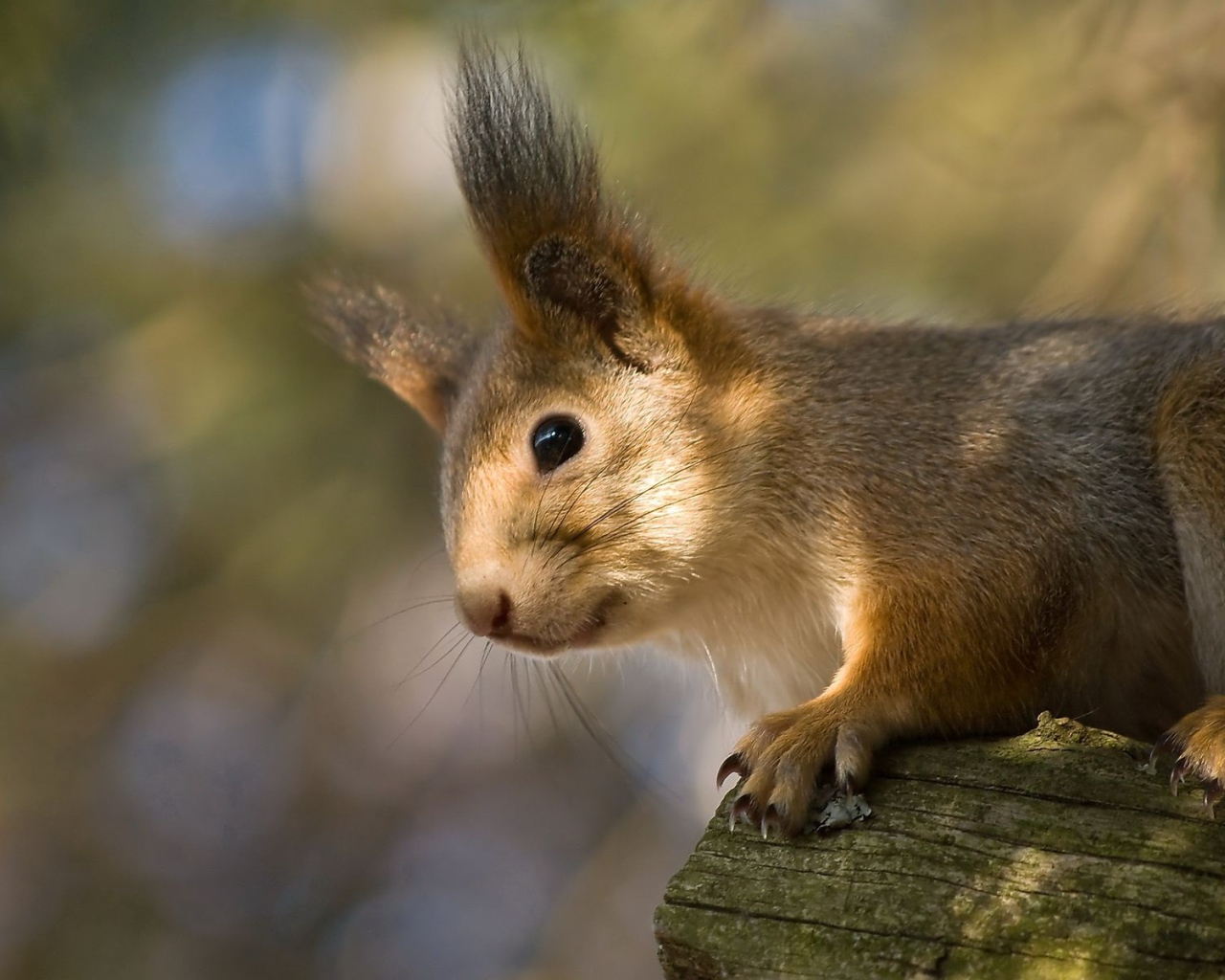 Белка на стволе дерева