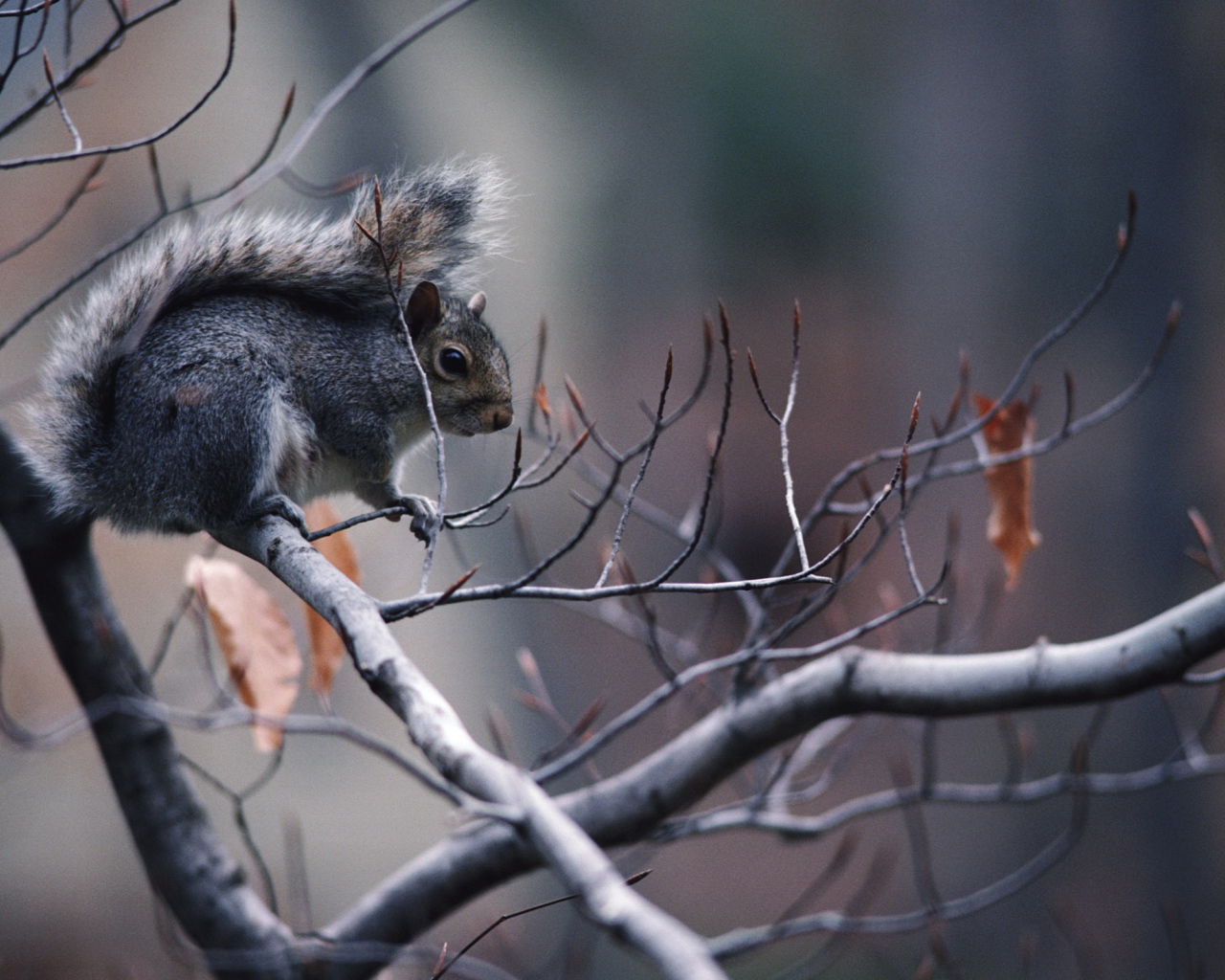 Белка на ветке