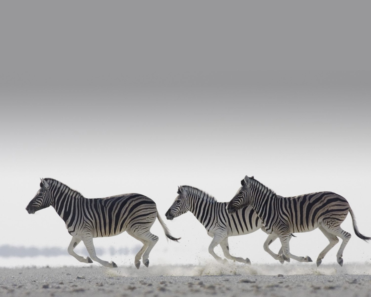 Полосатые зебры