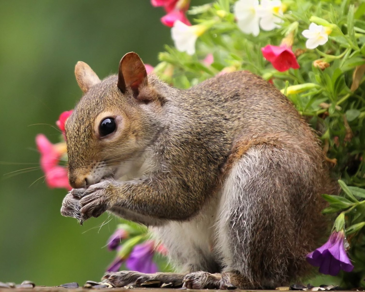 Белка во время трапезы